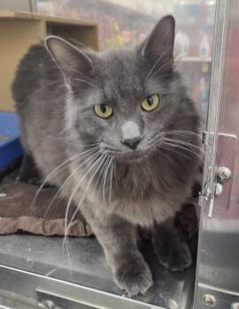 Domestic Long Hair Cats Available for Adoption in Millville, Utah - Barney | PetCurious