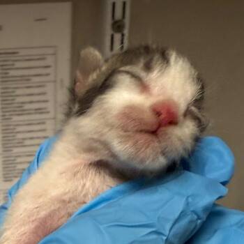 Chamberlain -  Domestic Short Hair Cat for Adoption in Yuma, Arizona - Chamberlain | PetCurious