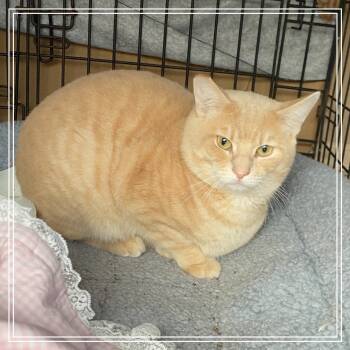 Rescue Domestic Short Hair Cats for Adoption in Long Beach, California - Shep | PetCurious