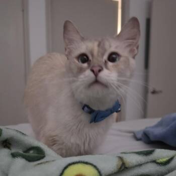 Delilah -  Domestic Short Hair Cat for Adoption in San Antonio, Texas - Delilah | PetCurious