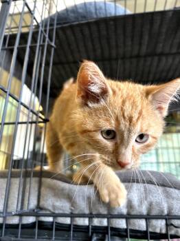 Breeze -  Domestic Short Hair Cat for Adoption in Broken Arrow, Oklahoma - Breeze | PetCurious