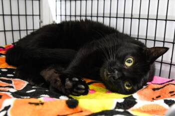 Domestic Short Hair Cats Available for Adoption in Trenton, New Jersey - Alfalfa | PetCurious