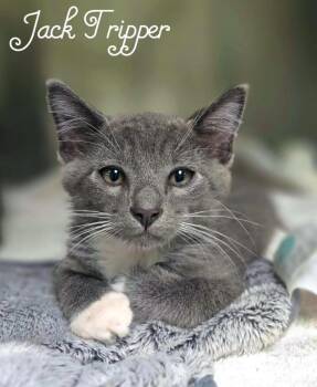 Jack Tripper -  Domestic Short Hair Cat for Adoption in Blountville, Tennessee - Jack Tripper | PetCurious