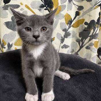 Domestic Short Hair Cats Available for Adoption in Bentonville, Arkansas - Hotch | PetCurious