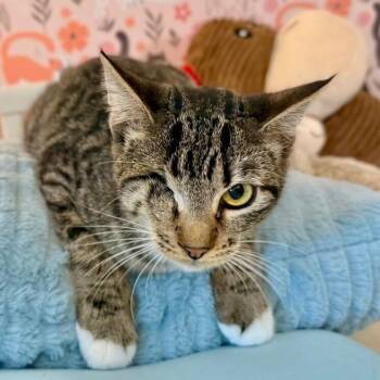 Domestic Short Hair and Tabby Cats Available for Adoption - Diane Gillespie | PetCurious