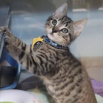 T-Rex -  Domestic Short Hair Cat for Adoption in Port Washington, New York - T-Rex | PetCurious