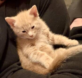 Ethan -  Tabby and Domestic Short Hair Cat for Adoption in Vaughan, Ontario - Ethan | PetCurious