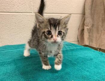 ALIX -  Domestic Short Hair Cat for Adoption in Moreno Valley, California - ALIX | PetCurious
