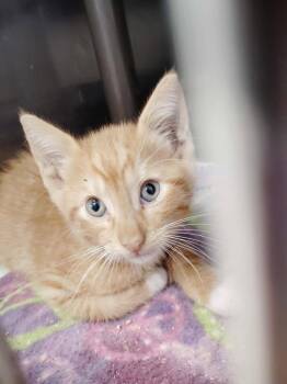 Logan -  Domestic Short Hair Cat for Adoption in Republic, Missouri - Logan | PetCurious
