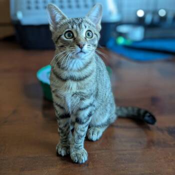 Domestic Short Hair Cats Available for Adoption - Joe | PetCurious