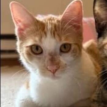 Rescue Domestic Short Hair Cats for Adoption in Reeseville, Wisconsin - Peter | PetCurious