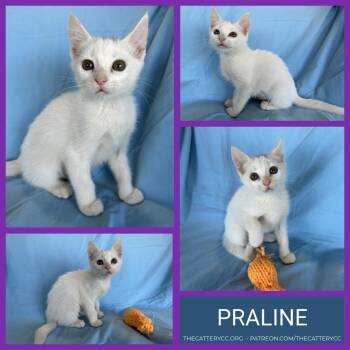 Praline -  Domestic Short Hair Cat for Adoption in Corpus Christi, Texas - Praline | PetCurious