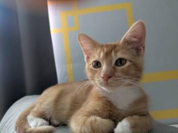 Professor Waffles -  Domestic Medium Hair Cat for Adoption in Salt Lake City, Utah - Professor Waffles | PetCurious