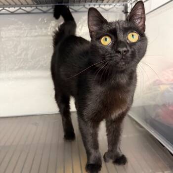 Rescue Russian Blue and Domestic Short Hair Cats for Adoption in Eaton Rapids, Michigan - A Bag Of Chips Dune 55626 | PetCurious