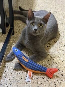 Rescue Domestic Short Hair Cats for Adoption in Mesa, Arizona - Hollie | PetCurious