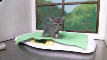 GROTLE -  Domestic Short Hair Cat for Adoption in Houston, Texas - GROTLE | PetCurious