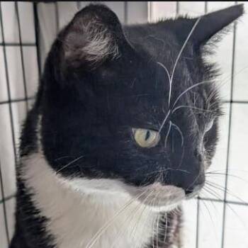 Rescue Domestic Short Hair Cats for Adoption in Gordonsville, Tennessee - Phantom (25-1633) | PetCurious