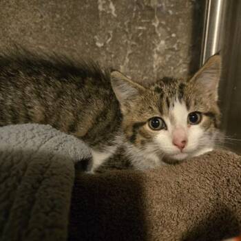 Maximus -  Domestic Short Hair Cat for Adoption in Sioux Falls, South Dakota - Maximus | PetCurious