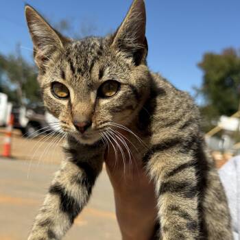 Tigger -  Tabby Cat for Adoption in Columbia, South Carolina - Tigger | PetCurious