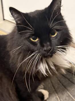 Domestic Long Hair Cats Available for Adoption - Oreo | PetCurious