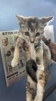LILY -  Domestic Short Hair Cat for Adoption in San Bernardino, California - LILY | PetCurious