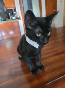 Rescue Domestic Short Hair Cats for Adoption in Pineville, Louisiana - Cast Iron | PetCurious