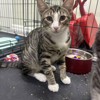 Sven -  Domestic Short Hair Cat for Adoption in Pleasantville, New Jersey - Sven | PetCurious