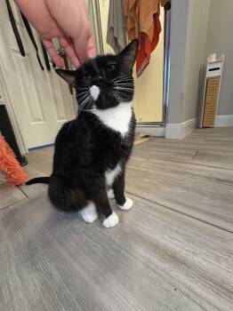 Tuxedo Cats Available for Adoption in San Antonio, Texas - Sophia | PetCurious