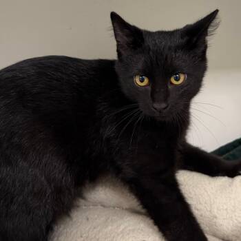 Salem -  Domestic Short Hair Cat for Adoption in Stillwater, Oklahoma - Salem | PetCurious