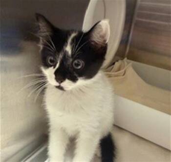 Domestic Short Hair Cats Available for Adoption in Conroe, Texas - MAPLE | PetCurious