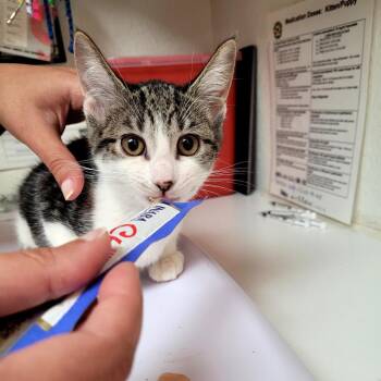 Tabeena -  Domestic Short Hair Cat for Adoption in Belfair, Washington - Tabeena | PetCurious
