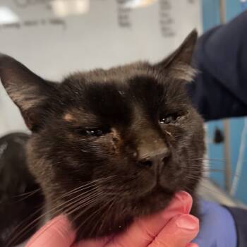 Rescue Domestic Short Hair Cats for Adoption in Vineland, New Jersey - Tucker | PetCurious