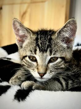 Milo — The Playful Little Cuddlebug -  Domestic Short Hair Cat for Adoption in Prescott, Arizona - Milo — The Playful Little Cuddlebug | PetCurious