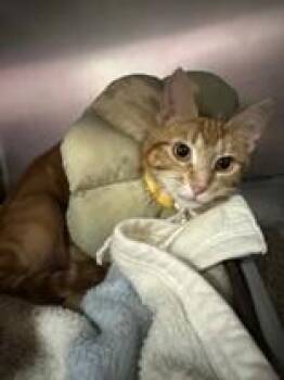 Zinnia -  Domestic Short Hair Cat for Adoption in Manitowoc, Wisconsin - Zinnia | PetCurious