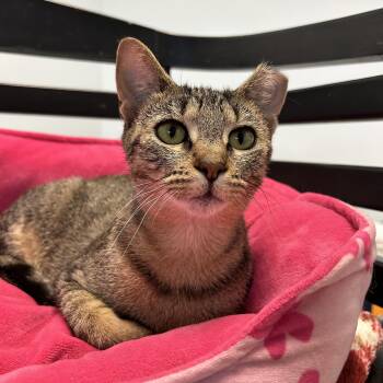 Natalie -  Tabby Cat for Adoption in Grand Rapids, Michigan - Natalie | PetCurious