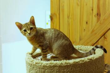 Domestic Short Hair Cats Available for Adoption - Storm | PetCurious