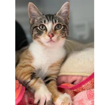 Snapdragon -  Domestic Short Hair Cat for Adoption in Ridgely, Maryland - Snapdragon | PetCurious