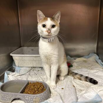 Domestic Short Hair Cats Available for Adoption in Mountain Home, Arkansas - Blossom | PetCurious