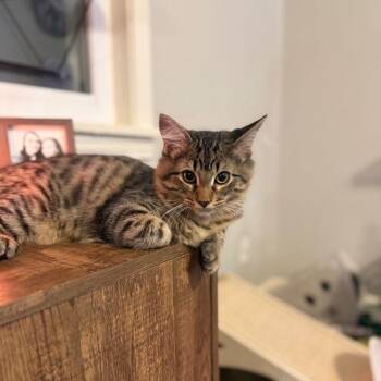 Tabby and Domestic Medium Hair Cats Available for Adoption in Tulsa, Oklahoma - Axel | PetCurious
