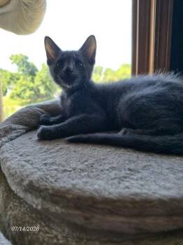 PUGSLEY -  Domestic Short Hair Cat for Adoption in Omaha, Nebraska - PUGSLEY | PetCurious