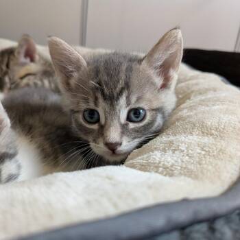 Louis -  Domestic Short Hair Cat for Adoption in Oak Park, Illinois - Louis | PetCurious