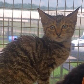 Jodi -  Domestic Short Hair Cat for Adoption in Columbiana, Alabama - Jodi | PetCurious