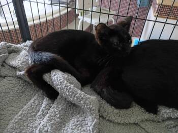 Noah-Black older kitten upstairs -  Domestic Short Hair Cat for Adoption in Liberty, New York - Noah-Black Older Kitten Upstairs | PetCurious