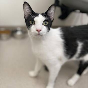 Domestic Short Hair Cats Available for Adoption in Truckee, California - Moxie & Miles | PetCurious