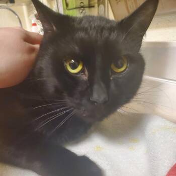Nico -  Domestic Medium Hair Cat for Adoption in Asheville, North Carolina - Nico | PetCurious