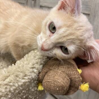 Hamlet -  Domestic Short Hair Cat for Adoption in Kankakee, Illinois - Hamlet | PetCurious