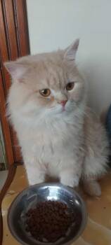 Rescue Persian and British Longhair Cats for Adoption in Brampton, Ontario - Bowge C | PetCurious