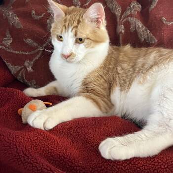 Rescue Domestic Short Hair Cats for Adoption in Sierra Vista, Arizona - Ralph And Rebel | PetCurious