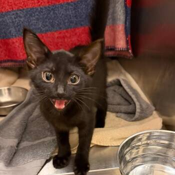 Lemmy -  Domestic Short Hair Cat for Adoption in Council Bluffs, Iowa - Lemmy | PetCurious