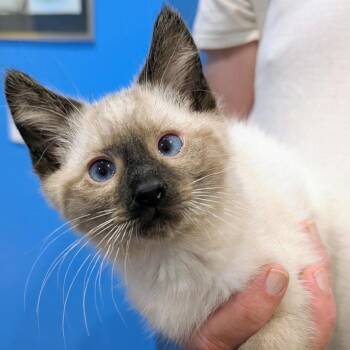 Wolfgang -  Siamese Cat Available for Adoption in Marysville, Ohio - Wolfgang | PetCurious